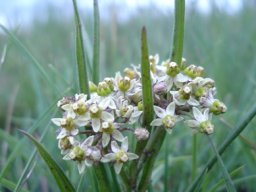Xysmalobium